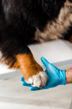 Bernese dağ köpeğinin patisini tutan veteriner manzarası.