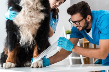 Bernese dağ köpeğinin patisini saran veteriner asistanı manzarası