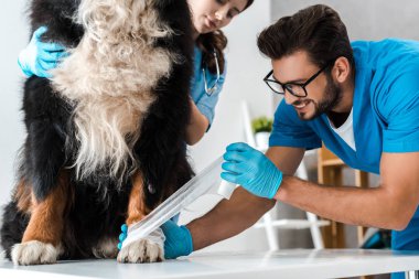 cropped view of veterinarian assisting colleague bandaging paw of bernese mountain dog clipart