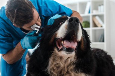 Genç veteriner otoskoplu Bernese Mointain köpeğinin kulağını inceliyor.