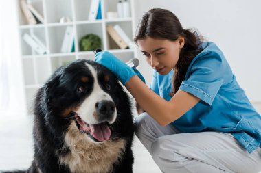 Genç, özenli veteriner. Berner Sennenhund 'un otoskoplu kulağını inceliyor.