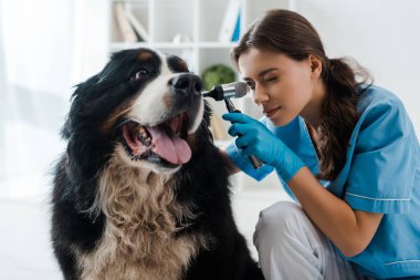 Özenli veteriner, otoskoplu Berner Sennenhund köpeğinin kulağını inceliyor.