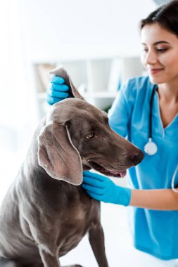Gülümseyen veterinerin seçici odağı Weimaraner köpeğinin kulağını inceliyor. 