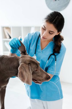 Güzel, özenli veteriner Weimaraner köpeğinin kulağını inceliyor 