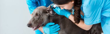 cropped view of veterinarian assisting colleague examining ear of weimaraner dog with stethoscope, panoramic shot clipart