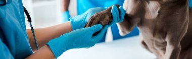 cropped view of veterinarian examining paw of grey dog near colleague, panoramic shot clipart