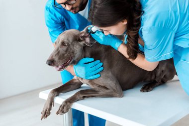 Meslektaşı otoskop ile kulağını incelerken genç bir veteriner Weimaraner köpeği tutuyor.