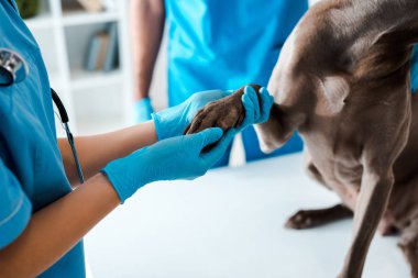 Veterinerin, iş arkadaşının yanındaki gri köpeğin patisini incelerkenki görüntüsü.