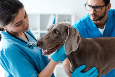 selective focus of veterinarian assisting colleague while examining weimaraner dog clipart