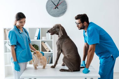 two young veterinarians standing near weimaraner and pekinese dogs sitting on table clipart