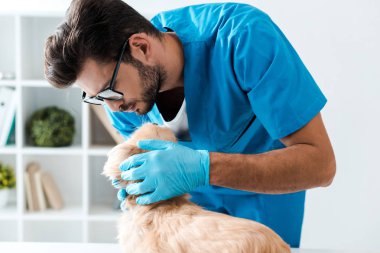 Gözlüklü özenli veteriner şirin Pekin köpeğini inceliyor. 