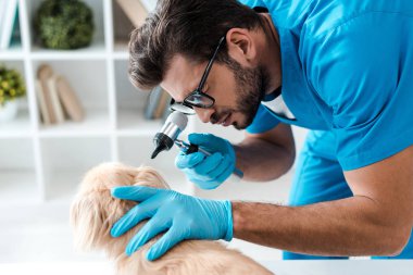 Odaklanmış veteriner otoskoplu Pekin köpeğinin kulağını inceliyor.