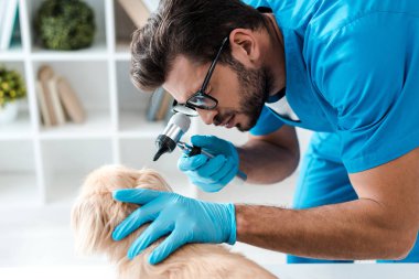 focused veterinarian examining ear of pekinese dog with otoscope clipart