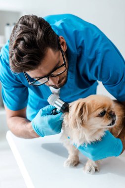 Genç veteriner otoskoplu Pekin köpeğinin kulağını inceliyor.