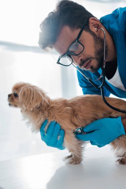 concentrated veterinarian examining pekinese dog with stethoscope clipart