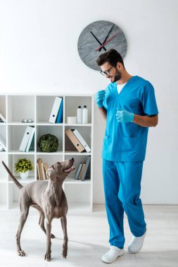 Genç, neşeli veteriner ve sevimli Weimaraner köpeği birbirlerine bakıyorlar. 