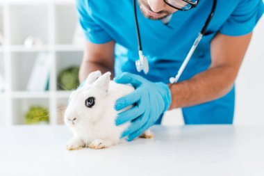 Veterinerin masada oturan şirin beyaz tavşanı incelediği kesikli manzara.