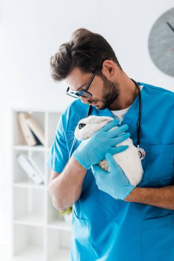 Genç, yakışıklı veteriner ellerinde şirin beyaz bir tavşan tutuyor.