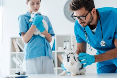 Klinikte iki sevimli tavşanı muayene eden genç veterinerler.