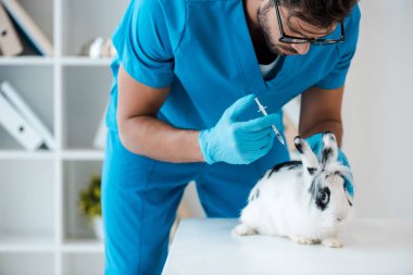 young veterinarian making injection of vaccine to cute spotted rabbit clipart