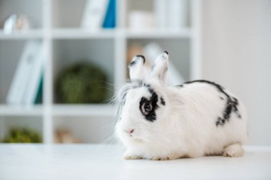 Sevimli, tüylü, benekli tavşan veteriner kliniğinde masanın üstünde.