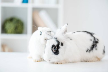 Veteriner kliniğindeki masada iki sevimli siyah beyaz tavşan.