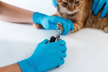 Meslektaşım pençelerini keserken veterinerin kırmızı kediyi tutmasının kısmi görüntüsü
