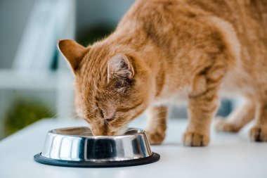 Şirin kırmızı tekir kedi veteriner kliniğinde metal kaseden su içiyor.