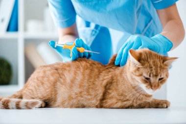 Kızıl kediye mikroçip yerleştiren veterinerin kısmi görüntüsü