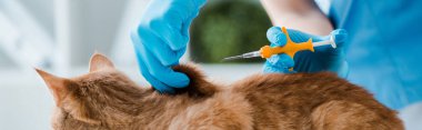 Veterinerin elinde mikroçip şırıngası, kırmızı kedinin yanında panoramik çekim.