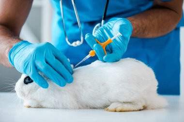 Veterinerin, şirin beyaz tavşana mikroçip yerleştirme görüntüsü.