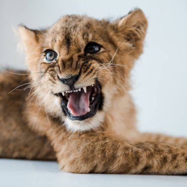 close up view of lion cub growling while lying on table in veterinary clinic clipart