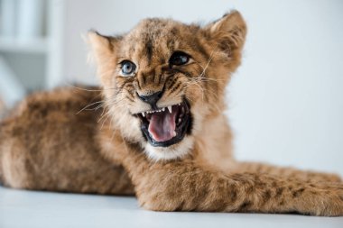 cute lion cub growling while lying on table in veterinary clinic clipart