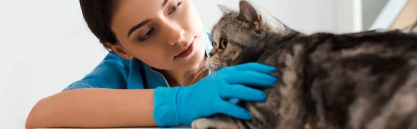 Panoramabild Uppmärksam Veterinär Undersöker Söt Skotsk Rak Katt — Stockfoto