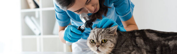 panoramic shot of concentrated veterinarian examining ears of tabby scottish straight cat with otoscope
