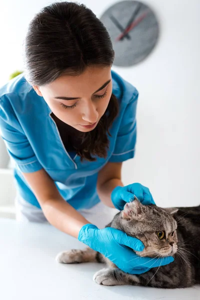 Jovem Veterinário Examinando Tabby Escocês Gato Linha Reta Mesa — Fotografia de Stock