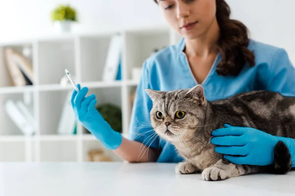 Foco Seletivo Jovem Veterinário Segurando Seringa Perto Tabby Escocês Gato — Fotografia de Stock