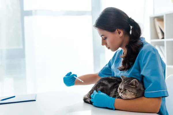Ung Veterinär Gör Injektion Till Grå Skotsk Rak Katt — Stockfoto