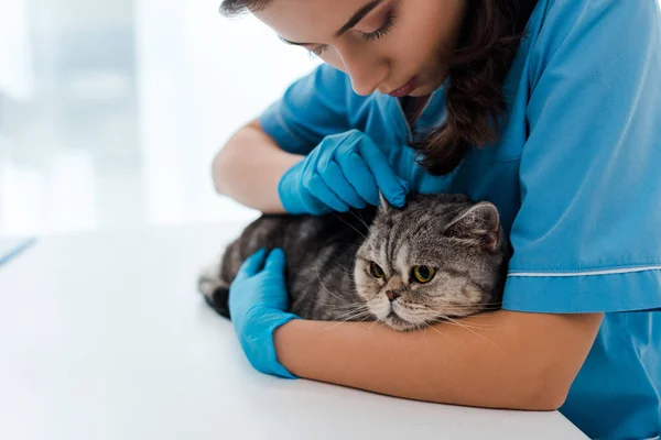 Uppmärksam Veterinär Undersöka Öron Tabby Skotsk Rak Katt — Stockfoto