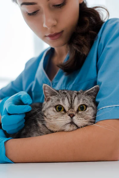 Veterinário Atencioso Examinando Gato Liso Escocês Tabby — Fotografia de Stock