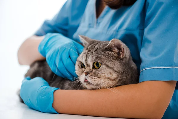 Visão Parcial Jovem Veterinário Examinando Gato Liso Escocês Tabby — Fotografia de Stock