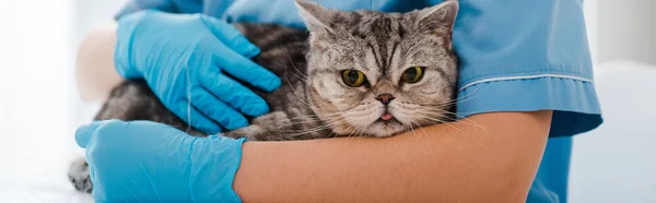 Visão Cortada Jovem Veterinário Examinando Gato Liso Escocês Tabby Tiro — Fotografia de Stock