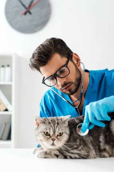 Uppmärksam Veterinär Undersöka Tabby Skotsk Rak Katt Med Stetoskop — Stockfoto