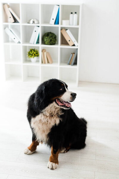 cute bernese mountain dog sitting on floor in veterinary clinic