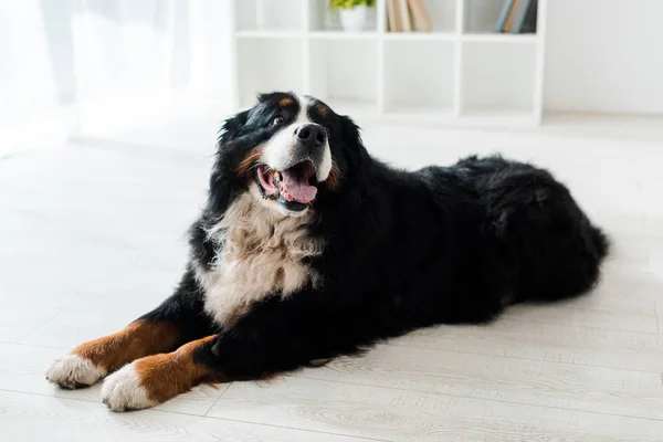 Tatlı Bernese Dağ Köpeği Veteriner Kliniğinde Yerde Yatıyor — Stok fotoğraf