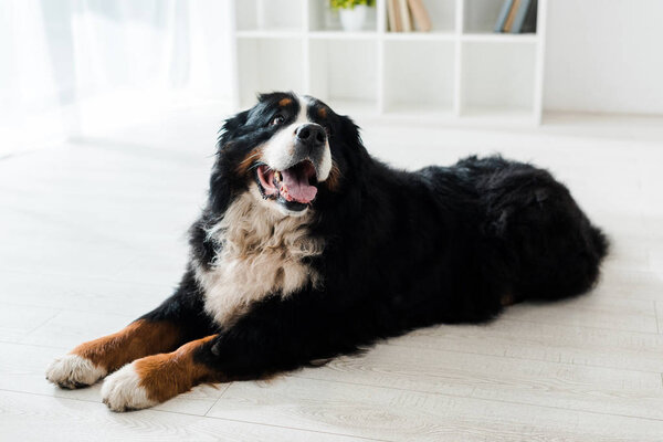 cute bernese mountain dog lying on floor in veterinary clinic