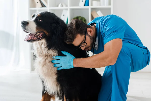 Νέος Προσεκτικός Κτηνίατρος Εξέταση Χαριτωμένο Βερονέζικο Σκυλί Του Βουνού — Φωτογραφία Αρχείου