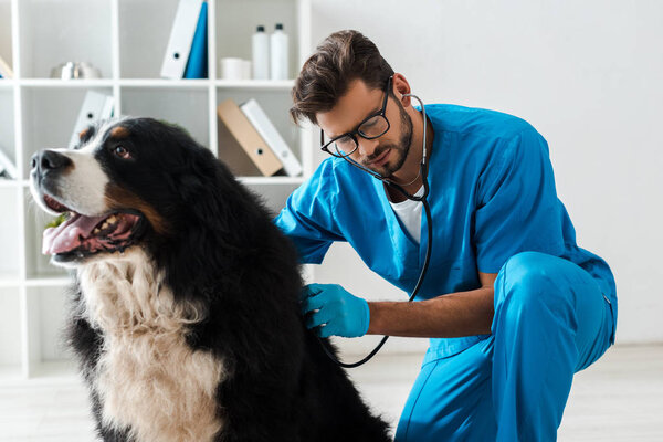 attentive veterinarian examining bernese mountain dog with stethoscope