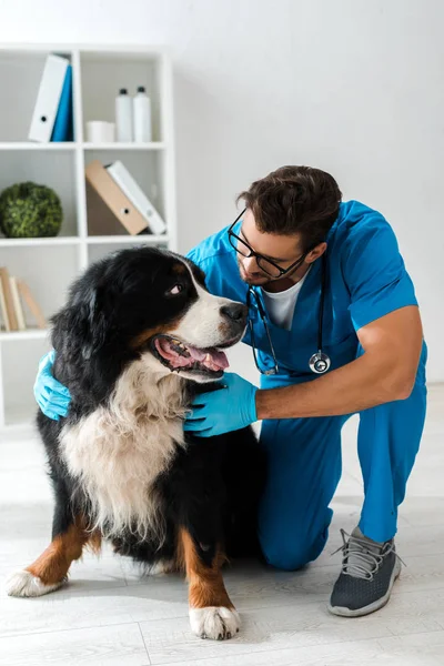 Veterinário Atencioso Examinando Adorável Cão Montanha Bernese — Fotografia de Stock