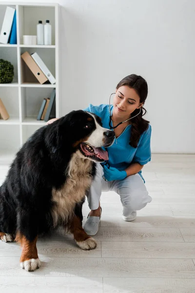 Veterinário Positivo Atencioso Examinando Cão Montanha Bernese Com Estetoscópio — Fotografia de Stock